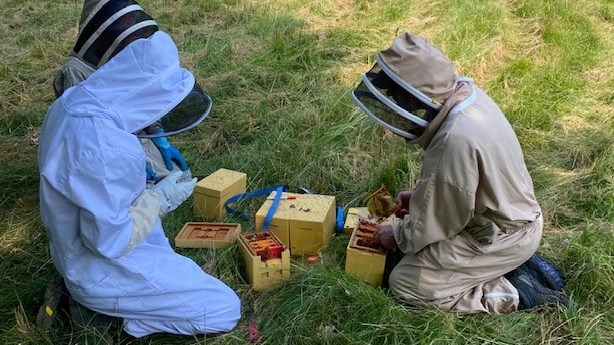 biodlare och minikupor