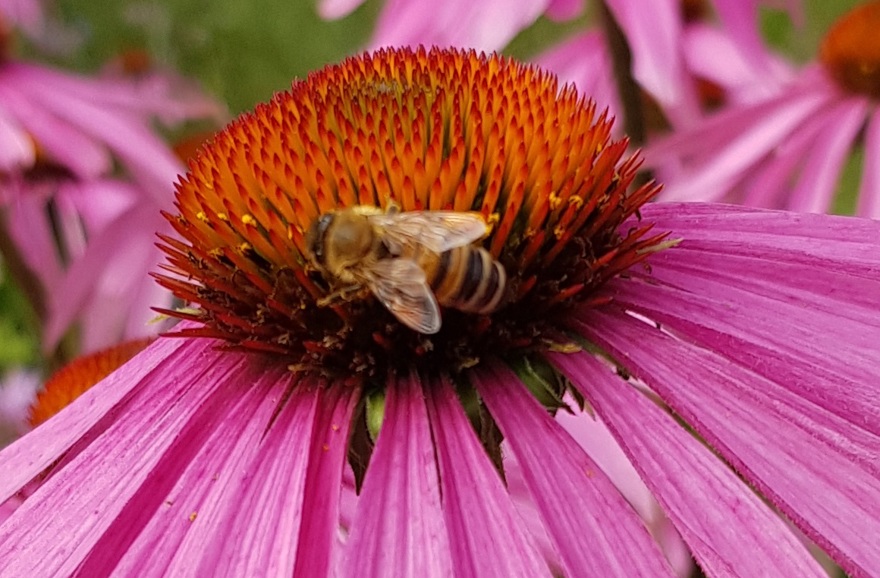 Bi på rosa blomma