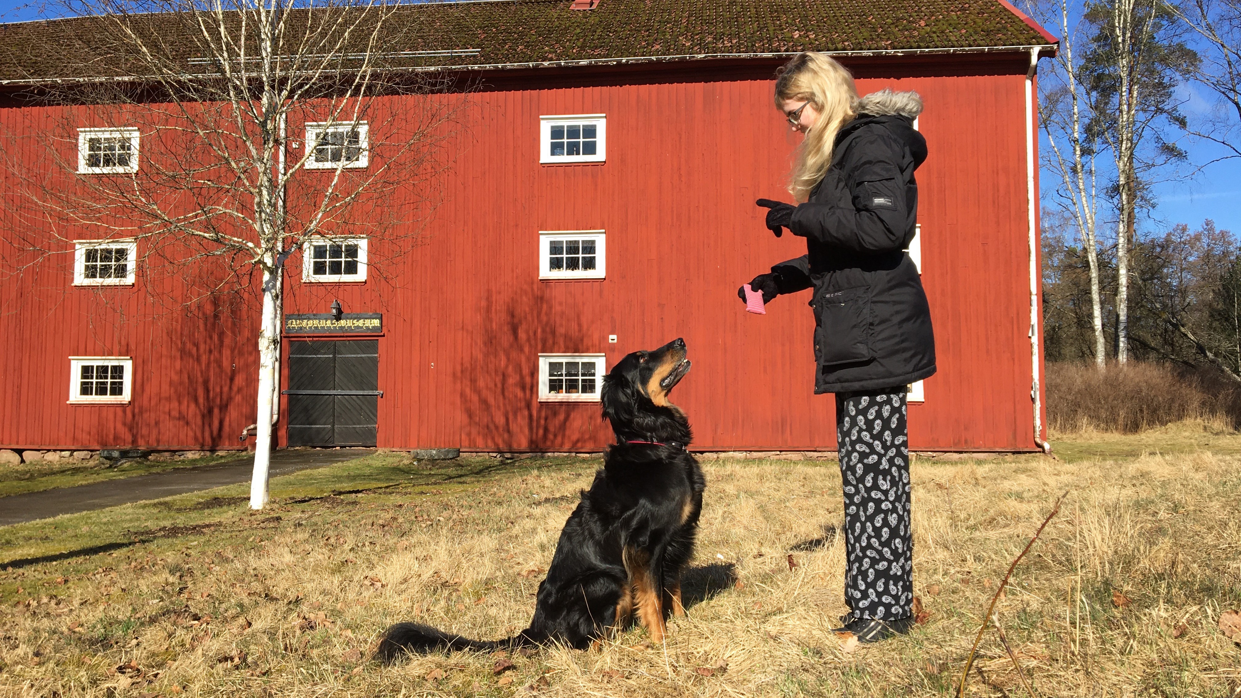 En person som övar trick med en sittande hund utomhus.