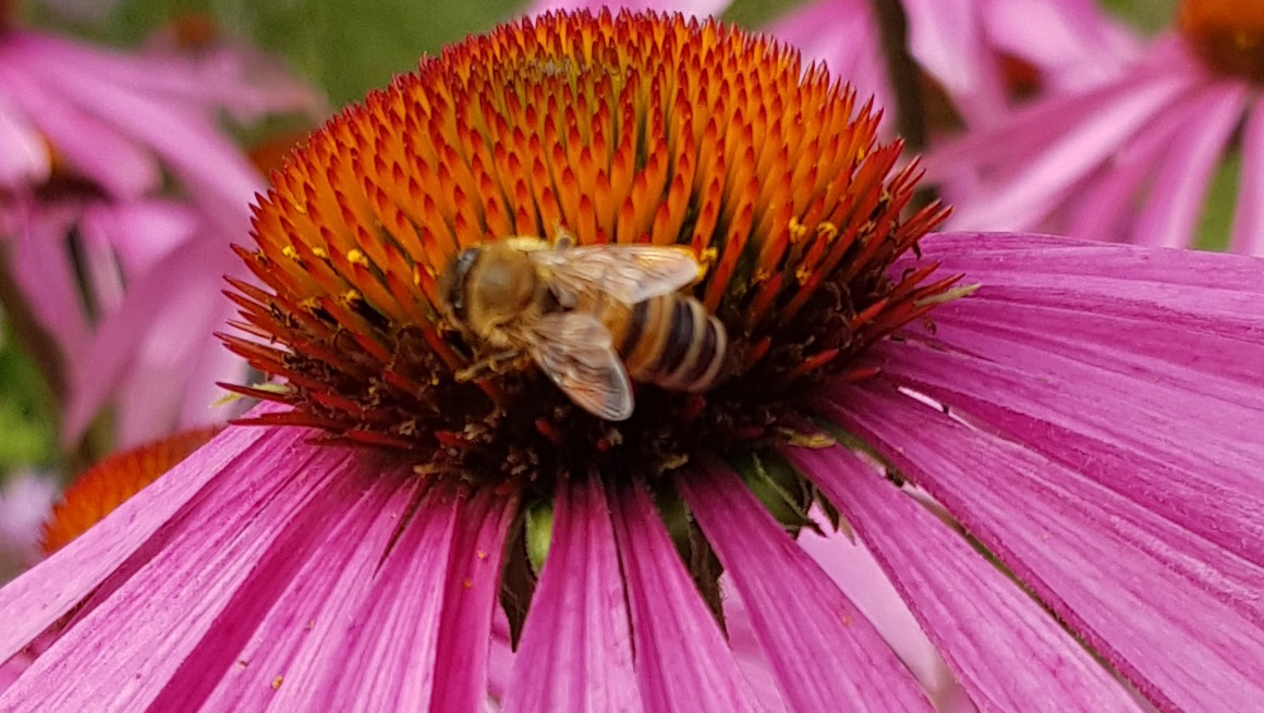 Ingen beskrivning tillgänglig